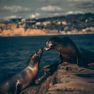 女人zozo与牛c交人
